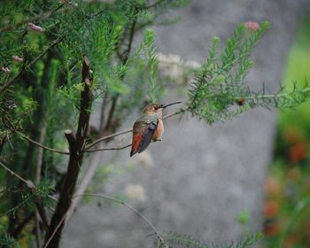 Hummingbird perching on tree