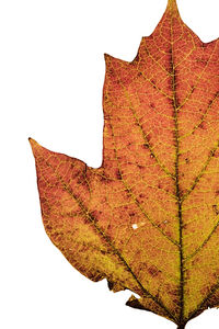 Close-up of autumn leaf against sky