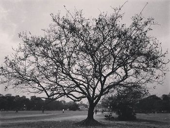 Bare trees on landscape