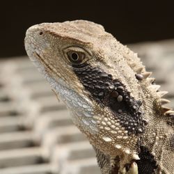 Lizard at taronga zoo, sydney