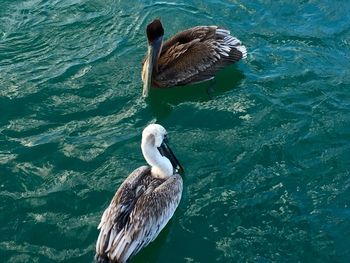 High angle view of duck swimming in lake