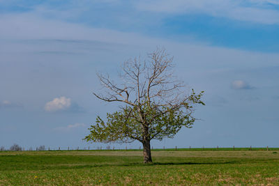Tree on field against sky