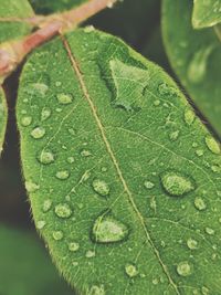 Close-up of raindrops on leaves