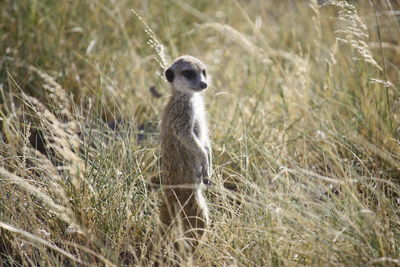 Meerkat standing on field