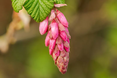 Close-up of pink flowering plant