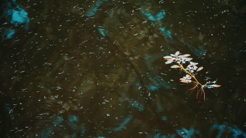 High angle view of flowering plants in lake