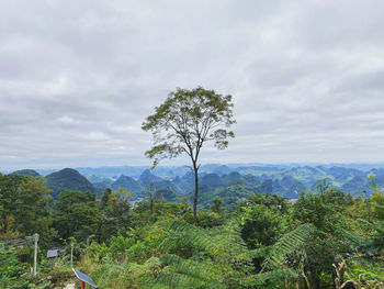 Plants growing on land against sky