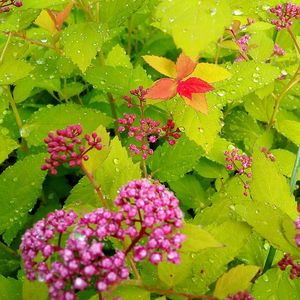 Close-up of wet flowering plant