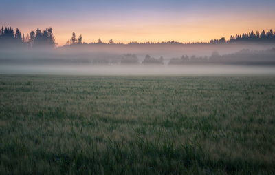 Scenic view of field against sky during sunset