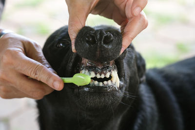 Close-up of hands holding dog