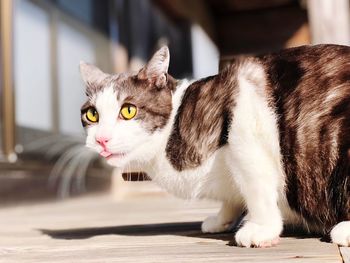 Close-up portrait of a cat