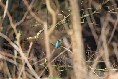 Close-up of bird perching on branch