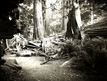 View of trees in forest