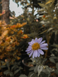 Close-up of purple flowering plant