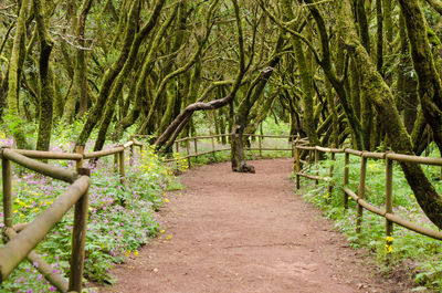 Walkway amidst trees in forest