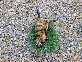 High angle view of cat lying on pebbles