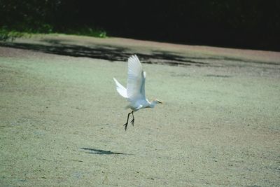 Close-up of bird flying