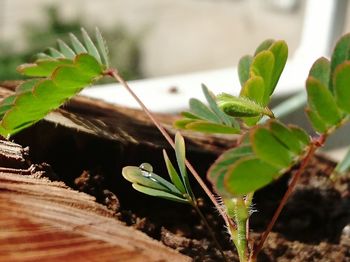 Close-up of pot plant