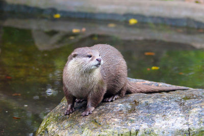 View of otter on rock