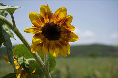 Close-up of yellow flower