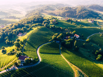 High angle view of agricultural field