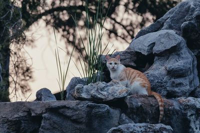 Cat sitting on rock