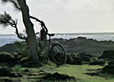 Bicycle parked by tree on rocky shore