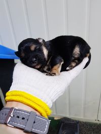 Close-up of puppy sleeping at home