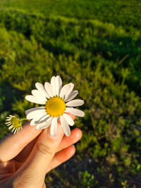 Close-up of hand holding daisy flower