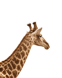 View of giraffe against white background