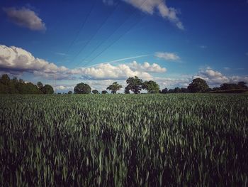 Crops growing on field against sky