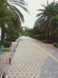 Cobblestone street by palm trees against sky