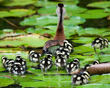 animal wildlife