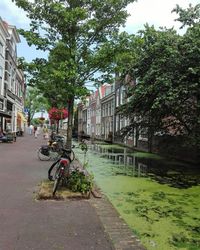 Bicycle by trees in city against sky