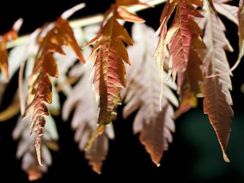 Close-up of dry leaves hanging on plant