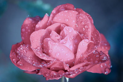 Close-up of water drops on pink rose