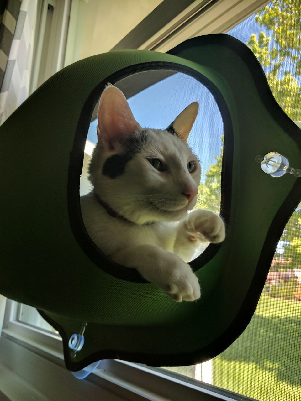 CLOSE-UP OF CAT SITTING IN CONTAINER