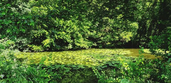 Scenic view of lake in forest