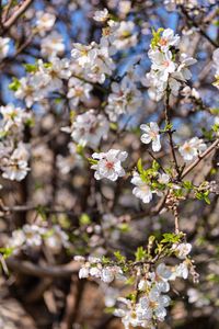 Close-up of almond blossom