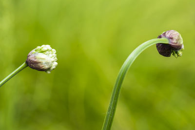 Close-up of flower against blurred background