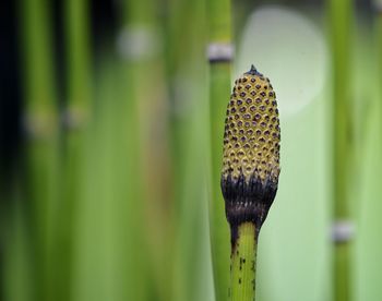 Close-up of plant