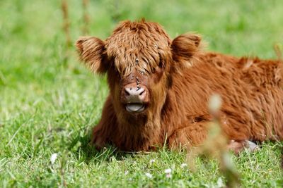 Highland cattle lying on grassy field