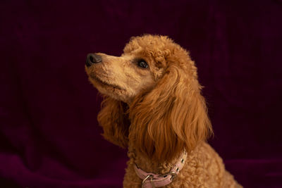 Close-up of a dog looking away