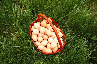 egg
