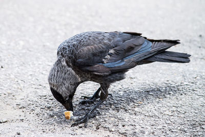 High angle view of bird on street