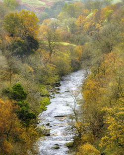 Stream flowing amidst trees in forest during autumn