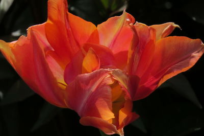 Close-up of orange flower