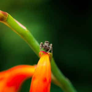 Tiny spider on flower