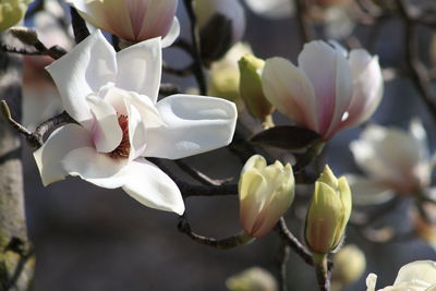 Close-up of white flowers