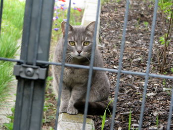 Portrait of cat in cage